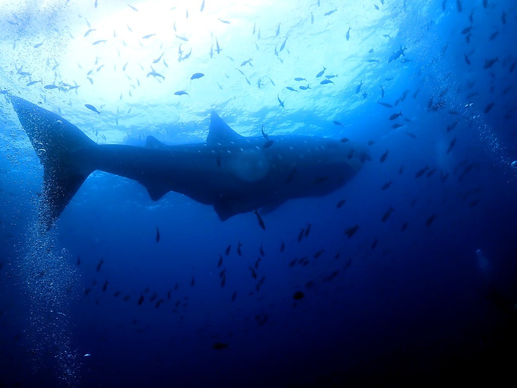 Whale shark photographed at Darwin Island, Galapagos